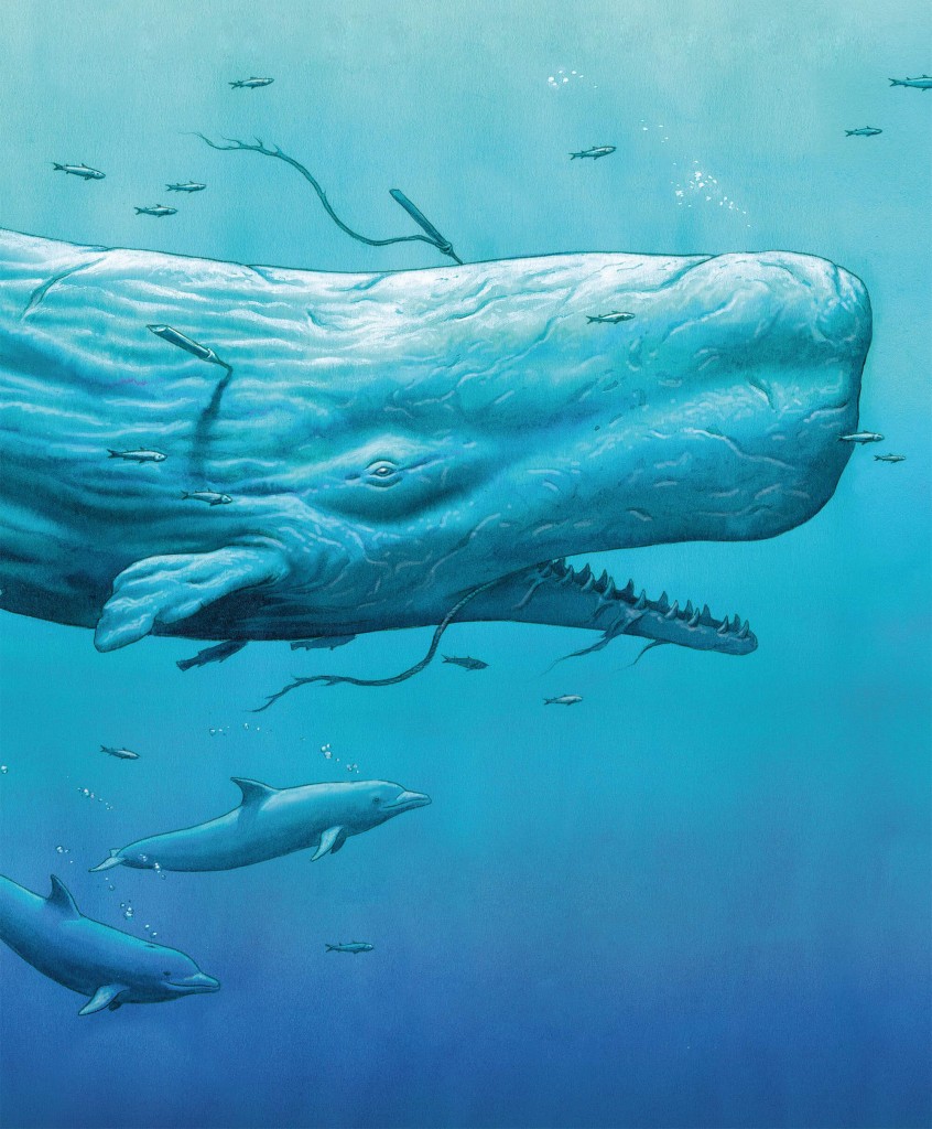 Mocha Dick. Cortesía Francisco Ortega